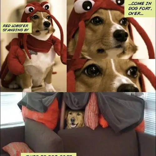 Red Lobster To Dog Fort