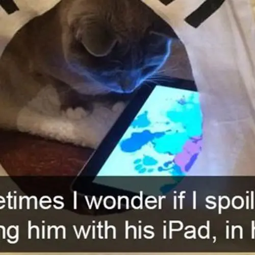 44 Spoiled Pets Who Are Definitely Living A More Baller Life Than Their Owners