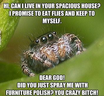 misunderstood-spider-meme-furniture-polish.jpg