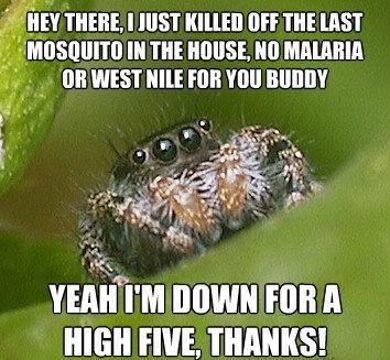 Spider Meme on Spider Meme High Five The Sad World Of The Misunderstood House Spider