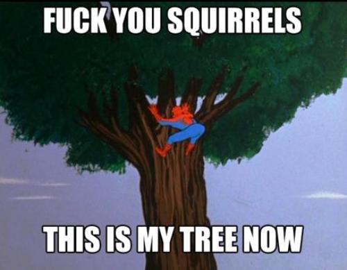 spidey meme squirrels More Of The 1960s Spidey Meme