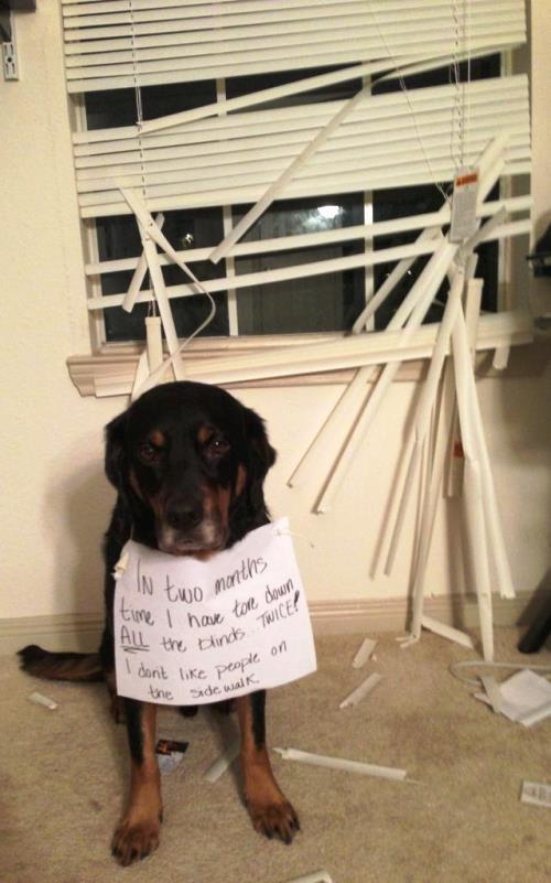 Dog Shaming Hilarious Pictures Of Pet Shaming At It's Best