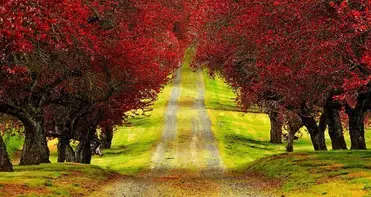 10 Fall Scenes Perfect For Your Bittersweet Remembrances of Falls Past