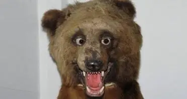 30 Bad Taxidermy Pictures That Are Equal Parts Terrifying And Hilarious