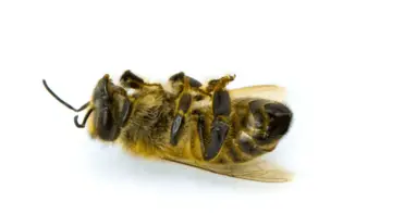 Lame-Ass Honeybees Threatened. Again.