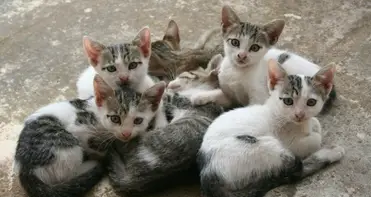 Foster Kittens Determined To Make You Regret This Decision As Quickly As Possible