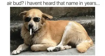 48 Hilarious Dog Memes That Capture The Joy Of Owning A Pupper