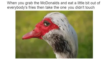 34 Sly Duck Memes For When You’re Too Smooth For Your Own Good