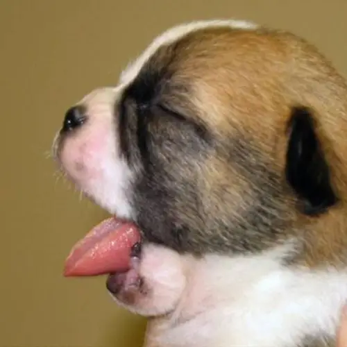 Nine Pictures Of Puppies Yawning