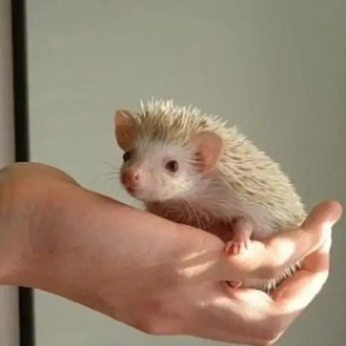 Most Adorable Animal Ever Identified: Baby Hedgehogs