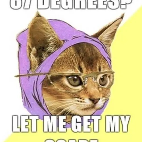 The Incarnation Of Smug: The Hipster Cat Meme