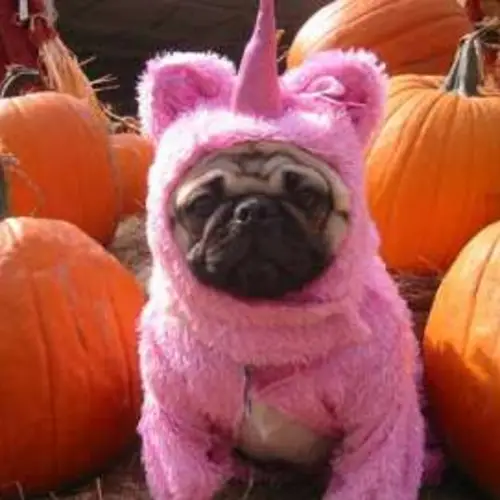 The Best Pug Costumes Known To Man