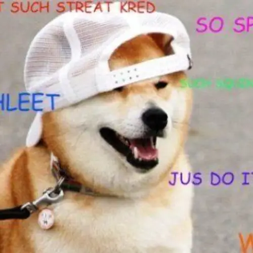 The Best Of The Hilarious Shibe Meme