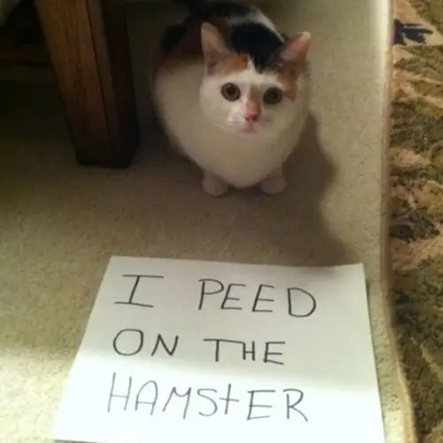 40 Of The Greatest Pet Shamings Ever Taken