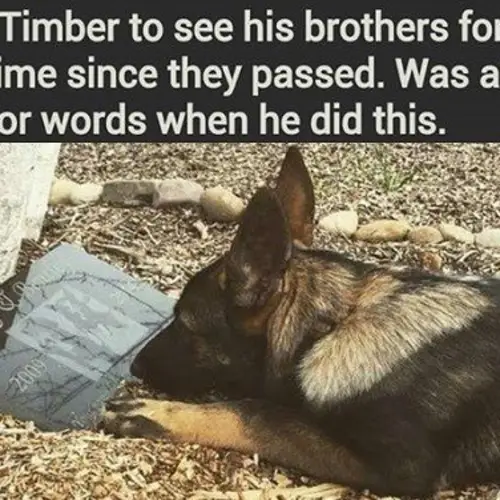 71 Heartwarming Pictures To Restore Your Faith In Humanity