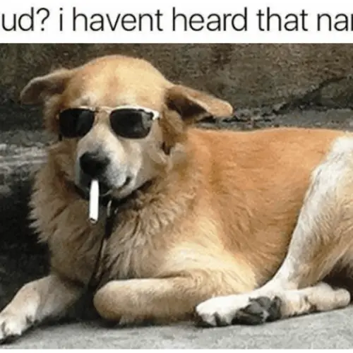48 Hilarious Dog Memes That Capture The Joy Of Owning A Pupper