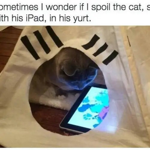37 Cat Memes That Were Exactly What The Internet Was Made For