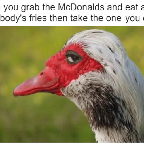 34 Sly Duck Memes For When You're Too Smooth For Your Own Good