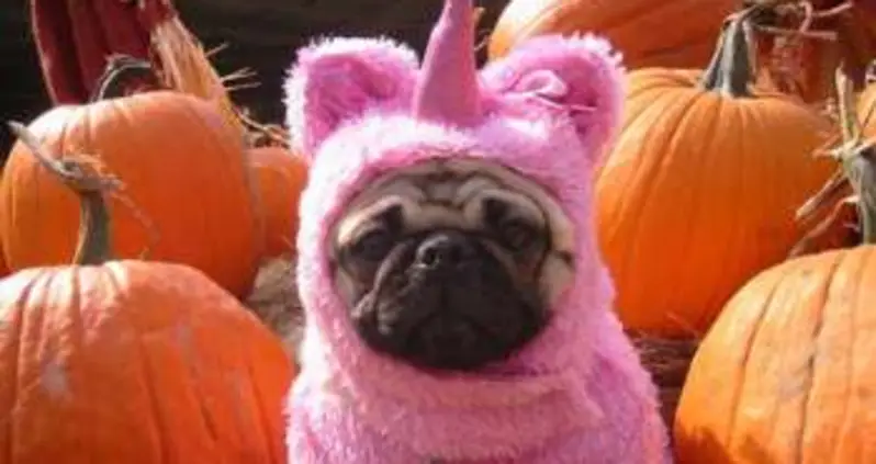 The Best Pug Costumes Known To Man