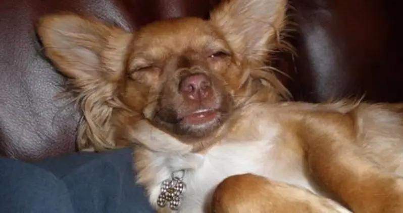 The World’s Most Stoned Looking Pets