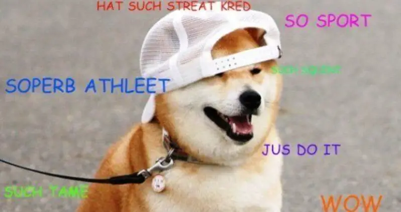 The Best Of The Hilarious Shibe Meme