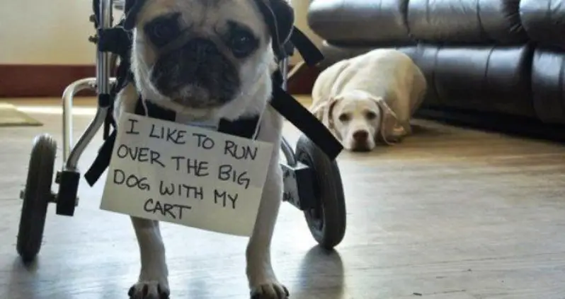 Dog Shaming: 40 Hilarious Pictures Of Dogs Who Are Definitely In The Dog House