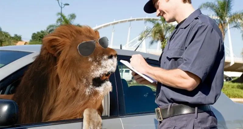 Cop Gives Polite Verbal Warning To Coked-Up Lion Speeding In Stolen Car