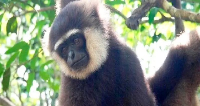The World’s 7 Most Fuckable Lesser Apes
