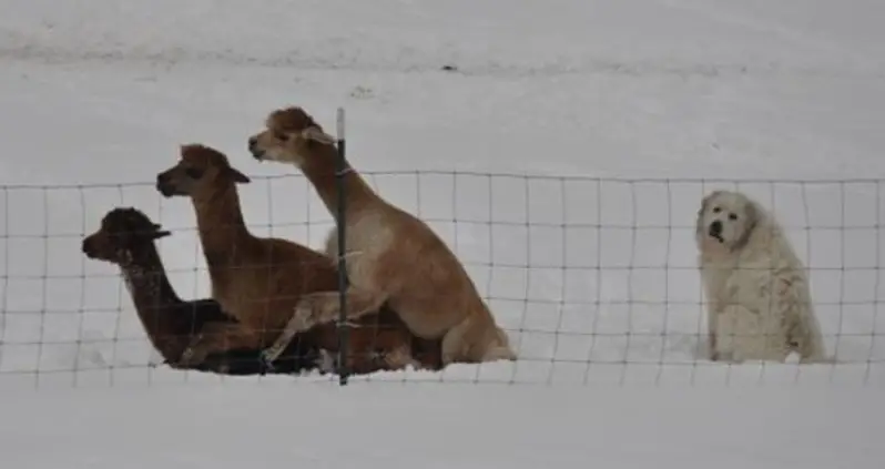 Forever Alone: 48 Pictures Of The Singlest People On Planet Earth