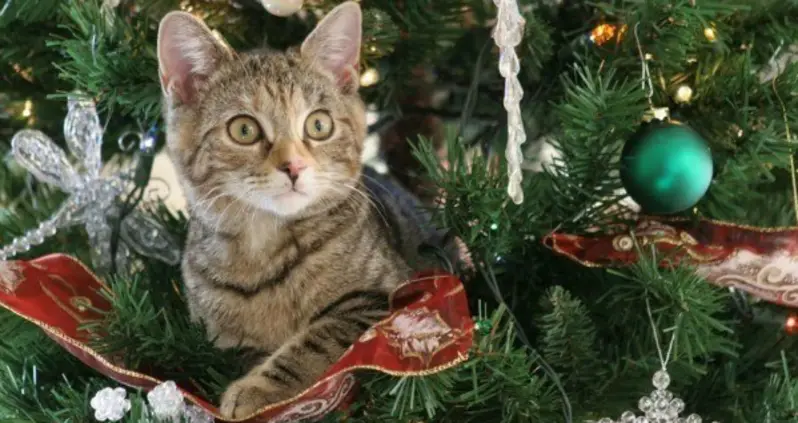 Beautifully Decorated Family Christmas Tree Almost Ready for Cat to Destroy in Every Way Imaginable