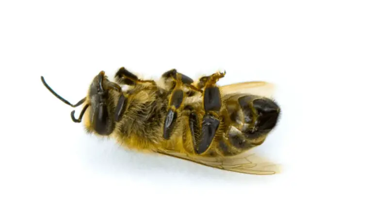 Lame-Ass Honeybees Threatened. Again.
