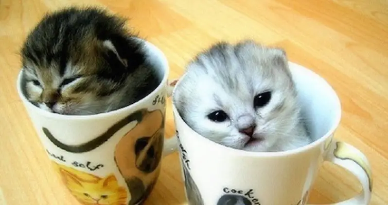 31 Unbelievably Cute Photos Of Kittens That Died Horribly Just Moments Later