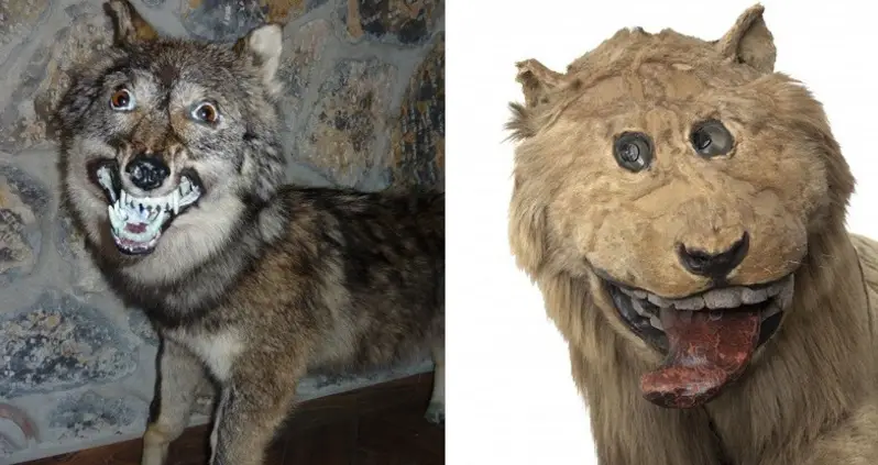 42 Funny Taxidermy Fails Just Waiting To Creep Into Your Nightmares