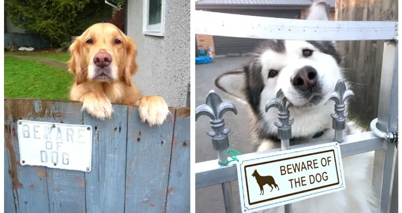 28 Fearsome Pups Who Earned Their “Beware Of Dog” Sign
