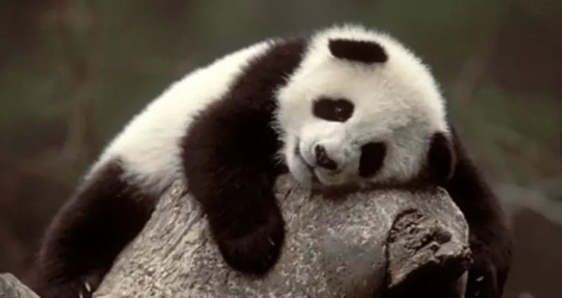 Zoo Declines To Name Newborn Panda, Doesn’t Want To Get “Too Attached”