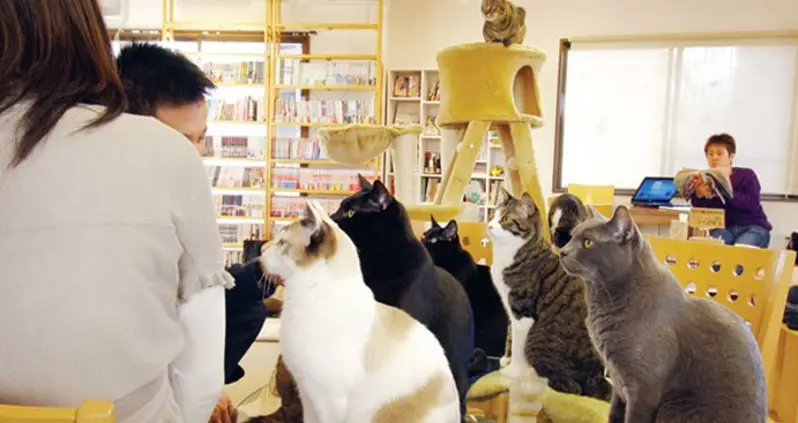 HELP! All The Kitties In My Cat Cafe Are Trying To Unionize!