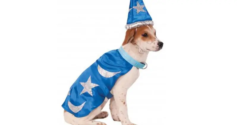 Adopted Rescue Dog Survives Terrible Abuse Only To Be Dressed As A Wizard For Halloween