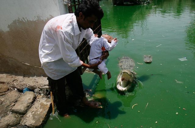 How Not To Raise Children Alligator