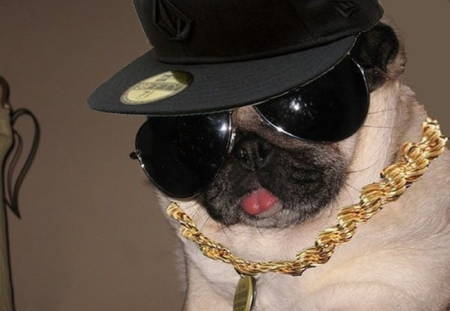 Halloween Pugs Gangsta Costume