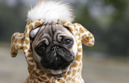 Halloween Pugs Giraffe