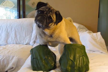 Halloween Pugs Hulk