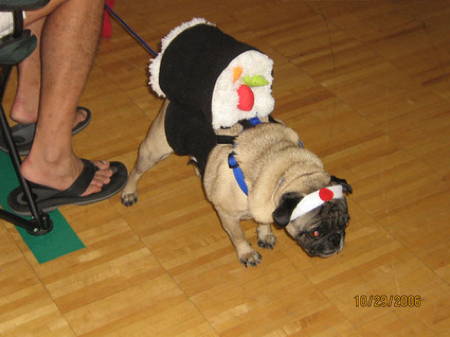 Halloween Pugs Sushi