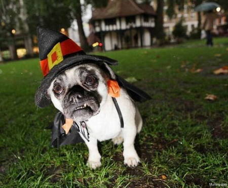 Halloween Pug Costume Witch