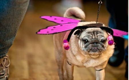 Pugs Dressed As Butterfly