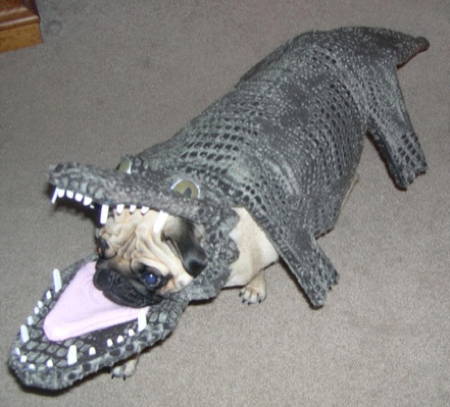 Halloween Pug Costume Gator