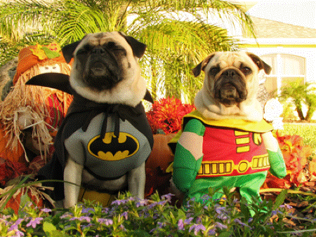 Halloween Pugs Costume Heroes