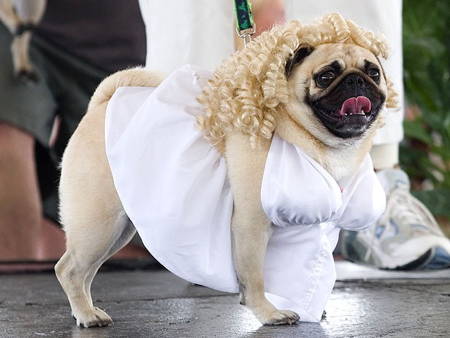 Best Pug Costumes Marilyn