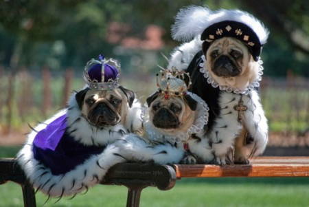 Halloween Pug Costume Royal