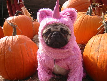 Best Pug Costumes Unicorn