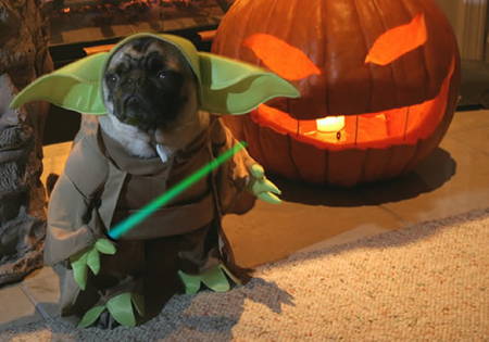 Halloween Pugs Yoda